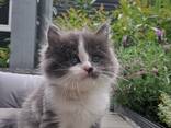 Kätzchen von einer Birma-Katze - фото 1