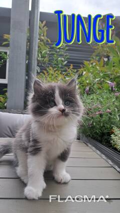 Kätzchen von einer Birma-Katze