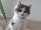 Kätzchen von einer Birma-Katze - фото 5