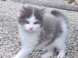 Kätzchen von einer Birma-Katze - фото 6