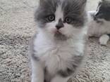 Kätzchen von einer Birma-Katze - фото 8