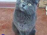 Kätzchen von einer Birma-Katze - фото 10