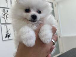 KC-registrierte Pomeranian-Rüden und -Hündinnen