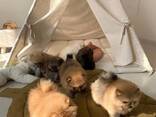 Bezaubernde Pomeranian-Welpen zu verkaufen. - photo 2