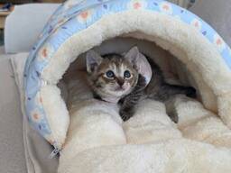 Kittens for adoption