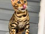 Kleine Leoparden suchen ihr Traumzuhause - фото 5