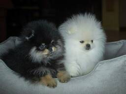Kleinen Fellknäuel Pomeranians Welpen