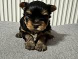 Kleiner Yorkshire-Terrier-Junge sucht sein Traumzuhause! - фото 1