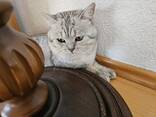 Кошка - photo 1