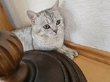 Кошка - photo 2