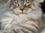 Katzen der Rasse Maine Coon. Vollständiges Dokumentenpaket. Hervorragender Stammbaum. - photo 1