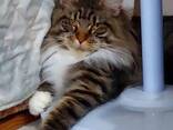 Katzen der Rasse Maine Coon. Vollständiges Dokumentenpaket. Hervorragender Stammbaum. - photo 2