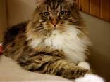 Katzen der Rasse Maine Coon. Vollständiges Dokumentenpaket. Hervorragender Stammbaum. - photo 3