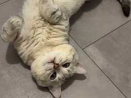 Котенок