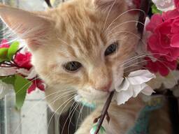 Котенок рыжий