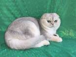Котики на продажу - фото 1