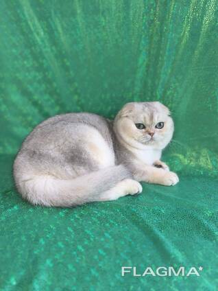 Котики на продажу