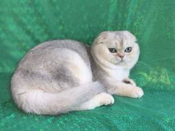 Котики на продажу