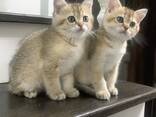 Котята - фото 2