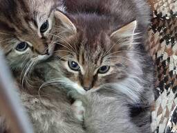 Котята европейской короткошерстной породы
