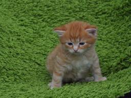 Котёнок мальчик рыжий, Kätzchen Junge rot