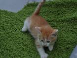 Котята Мальчики и Девочки - photo 1
