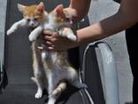 Котята Мальчики и Девочки - photo 2