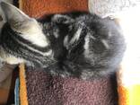 Котята Мальчики и Девочки - photo 3