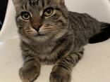 Котята Мейн Кун микс мальчики - фото 1