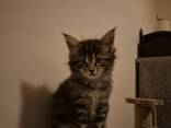 Kätzchen der Rasse Maine Coon, Alter 2 Monate. - photo 1