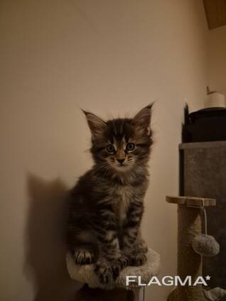 Kätzchen der Rasse Maine Coon, Alter 2 Monate.