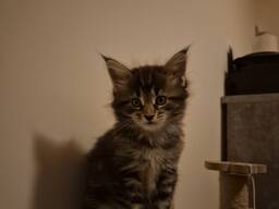 Котята породы MeineCoon, возраст 1,5 месяца.