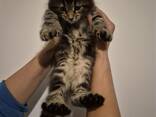 Котята породы MeineCoon, возраст 1,5 месяца. - фото 2