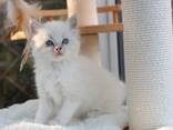 Bezauberndes Ragdoll-Kätzchen zu verkaufen. Kontaktieren Sie mich per - photo 1