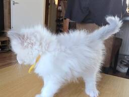 Bezauberndes Ragdoll-Kätzchen zu verkaufen. Kontaktieren Sie mich per