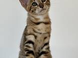 Котята породы Тойгер - фото 2
