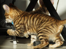 Котята породы Тойгер в Германии