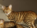 Котята породы Тойгер в Германии - photo 2