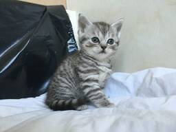 Шотландские вислоухие котята