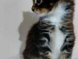 Котятя породы Мейн-Кун. Полный пакет документов. Отличная родословная. - фото 1