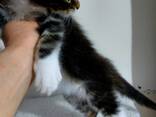 Котятя породы Мейн-Кун. Полный пакет документов. Отличная родословная. - фото 2