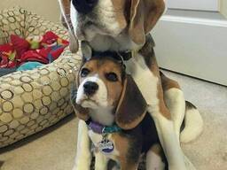 Kräftige Beagle-Welpen abzugeben