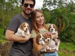 Beagle Welpen - фото 5