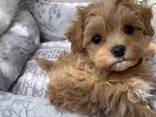 Maltipoo-Welpen - фото 1