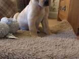 KC-Labradorwelpen - photo 1