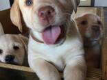 Labrador welpen zu verkaufen - фото 1