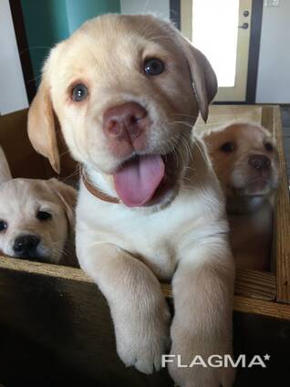 Labrador welpen zu verkaufen