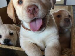 Labrador welpen zu verkaufen