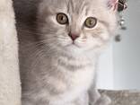 Ласковые девочки-котята ищут добрых и заботливых хозяев. - фото 1