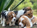 Liebliche dreifarbige Beagle Welpen. - фото 2